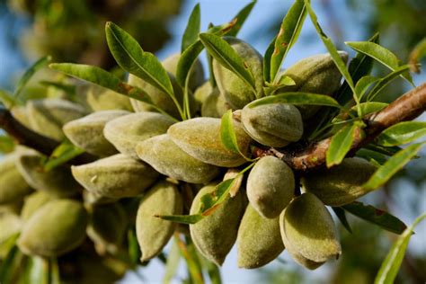 Almond Tree Zones Tips On Proper Locations
