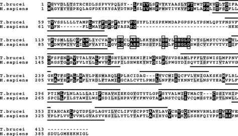 amino acid sequence comparison between putative t brucei download scientific diagram