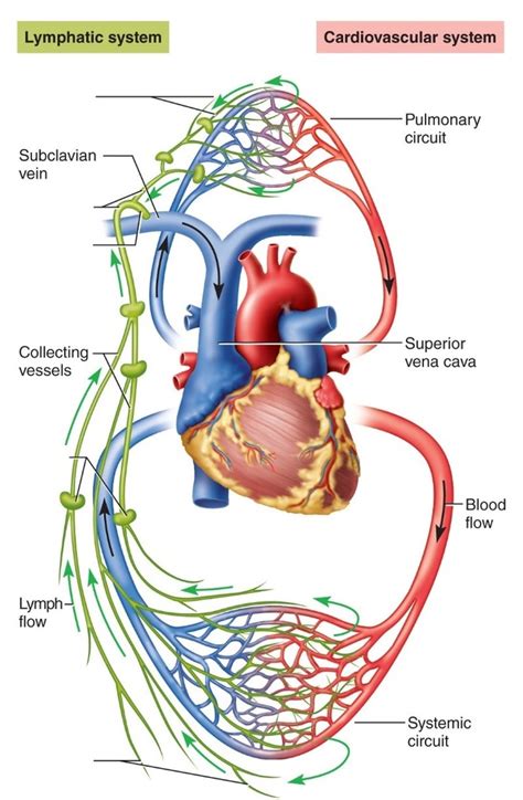 Lymphatic System Vs Circulatory System