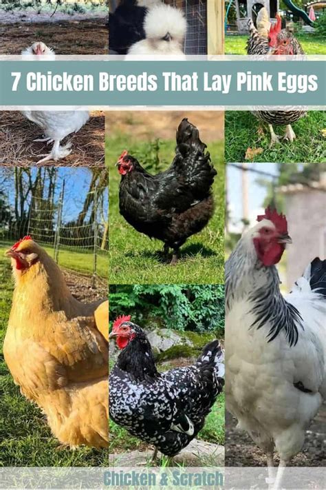 top 7 chicken breeds that lay pink eggs with pictures
