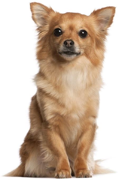 Top 10 Cutest Small Dog Breeds