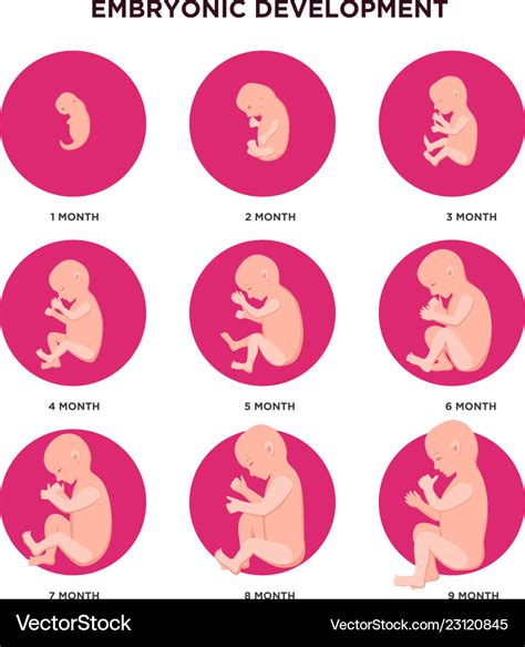 Embryo Month Stage Growth Fetal Development Vector Flat Infographic
