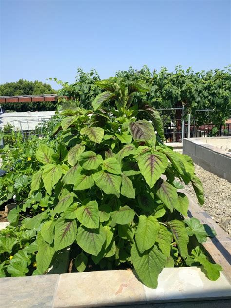 These amaranth leaves are highly nutritious for an edible garden. Red Stripe Leaf Amaranth - Pictures! - Growing Fruit
