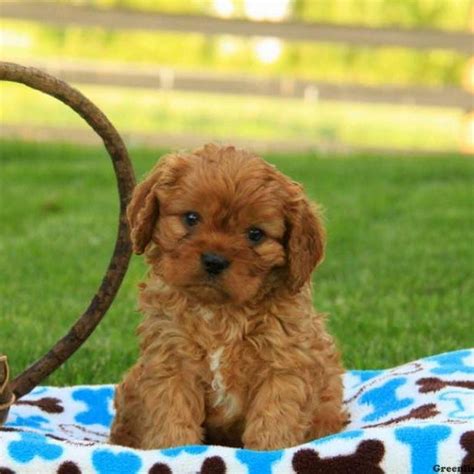 Cavapoo pups are super cute and adorable which makes this breed very popular and a favorite of new puppy owners. Teacup Cavapoo Puppies For Sale Near Me | Top Dog Information