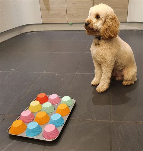 Diy Brain Games For Your Dog You Can Make At Home