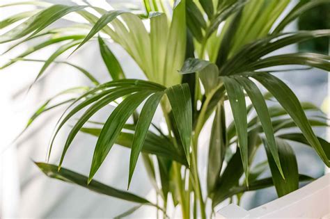 Kentia Palm Indoor Plant Care And Growing Guide