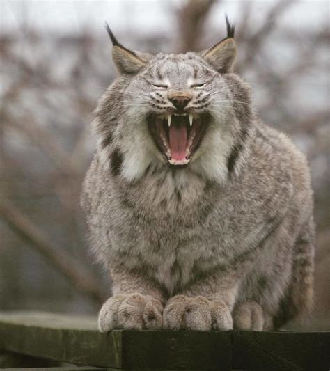 This Canadian Lynx Cat Might Just Be The The Most Majestic Furball We