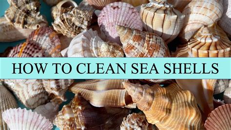 How To Clean Sea Shells My Process For Getting Crusty Grimy Sea