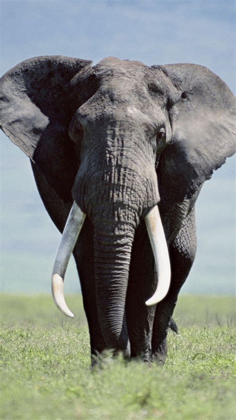 You can also set it as your lock screen wallpaper!. Download Elephant Wallpaper Iphone Gallery