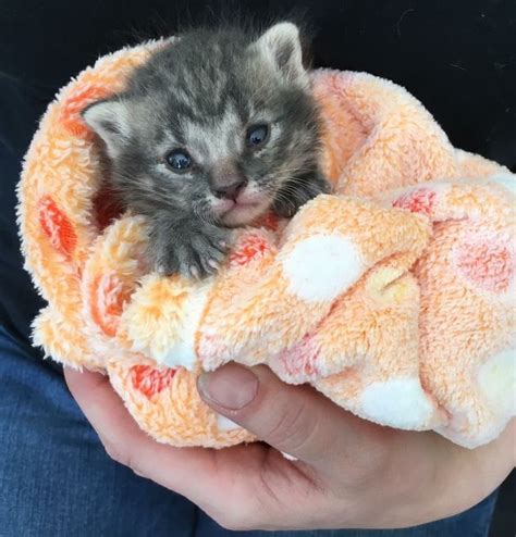 10 Crucial Steps To Take To Save An Abandoned Newborn Kitten Newborn
