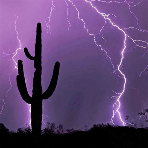 Desert Storm Cactus Silhouette Lightning Storm Tucson