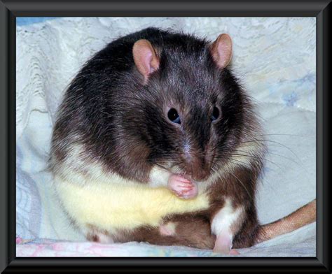 Fatty Ratty Plans To Take Over The World Pet Rats Pets Pudgy Taking