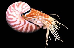  Snail moreover Chambered Nautilus additionally Poisonous Cone Snail