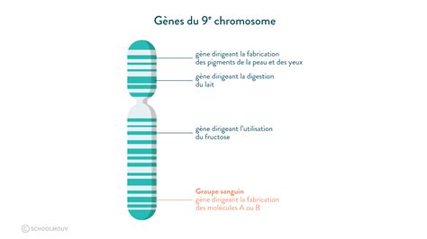 Ranger Les Chromosomes Par Paires D Homologues Et Par Ordre