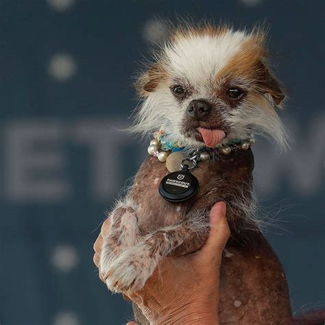 2018 Worlds Ugliest Dog Contest Crowns A Bulky Bulldog As
