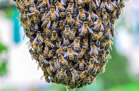 Essaimage D’abeilles Focus Sur La Duplication De La Colonie Photo Nature Et Macro Trigobert