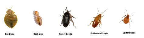 Bed Bug Look Alikes