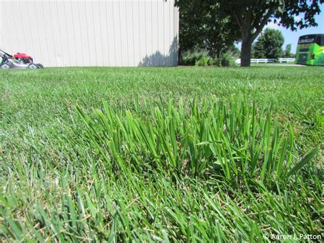 Weed Of The Month For May 2015 Is Orchardgrass Turfgrass Science At