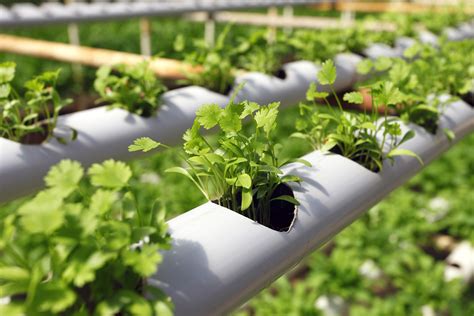 Hydroponic systems are lifesavers for those who are at odds with conventional gardening. HG Hydroponics Blog | Hydroponic Gardening For Beginners