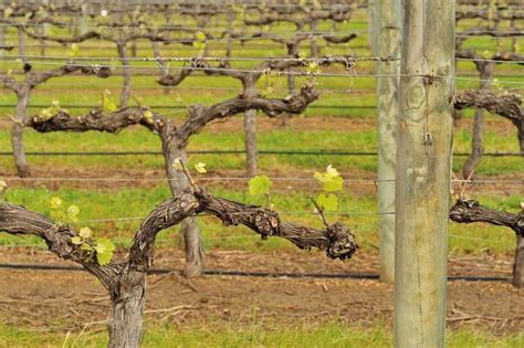 Winter How To Tips For Pruning Grapevines Grape Vine Trellis Grape