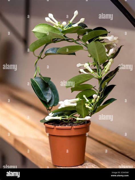 White Stephanotis Floribunda Flower Plant Stock Photo Alamy