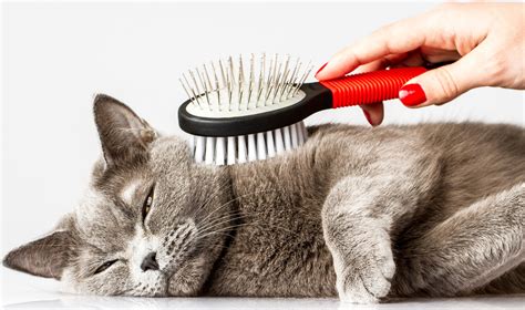 Cat Grooming Kalamazoo at John Shafer blog