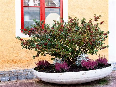 45 Best Shrubs For Containers For Every Outdoor Setting 2023