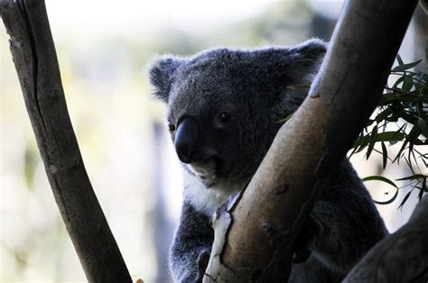 Koala Bear In Tree Free Stock Photo Public Domain Pictures