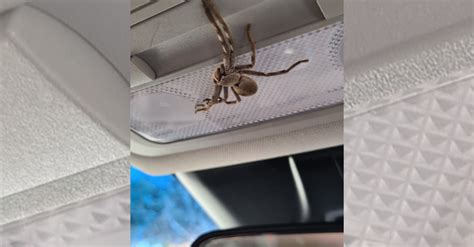 Woman Finds Giant Huntsman Spider In Her Car While Speeding The