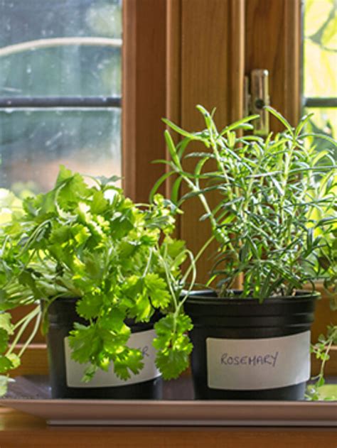 How To Grow Herbs Indoors On A Sunny Windowsill My Home Garden