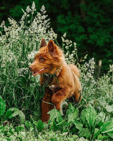 This Chocolate Brown Siberian Husky Is Winning Hearts On Instagram