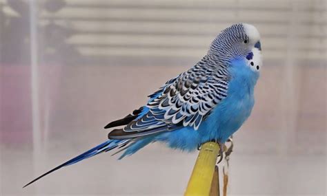 Budgie Facts 14 Amazing Facts