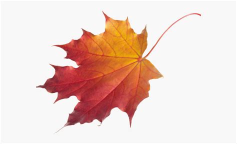 Autumn Leaves Clipart Chinar Fall Leaf No Background