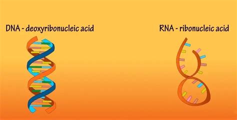 Dna Vs Rna Structure Differences And Comparison Biotechfront