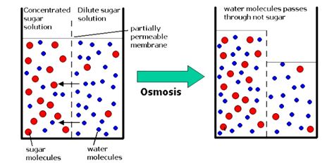 Osmosis will occur whenever the water concentrations are different on either side of a differentially permeable membrane. La ósmosis - Biología