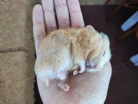 Cute Syrian Hamster Sleeping On The Palm Stock Image Image Of Comfort