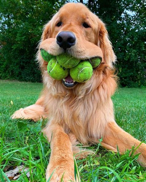 Golden Retriever Holds 6 Tennis Balls In His Mouth Whisker Therapy