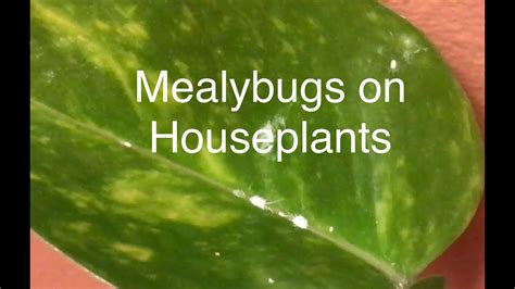Stir together 1 do not dilute before spraying on plants. How to treat and rid plant pest with organic Insecticidal ...