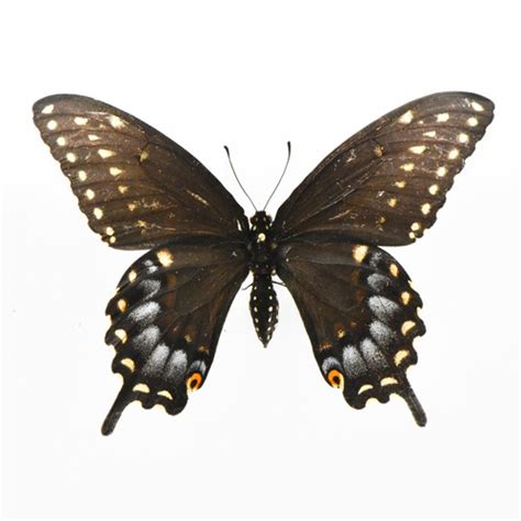 Live Black Swallowtail DesignedforDiscovery