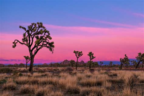 Joshua Tree National Park California