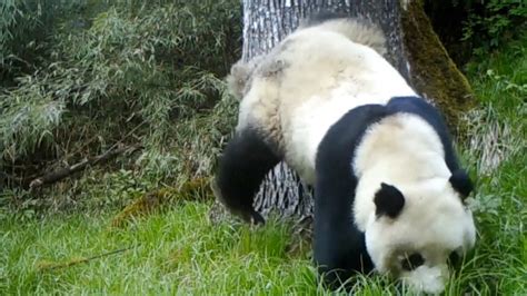 Wild Giant Panda Caught On Camera Foraging Marking Territory In Nw China Reserve Youtube