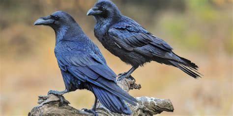 Ranting Ravens Intelligent And Mischievous Columbia Valley Pioneer
