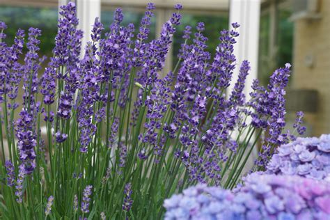 Garden Housecalls The Best New Perennial Flowers Of 2018