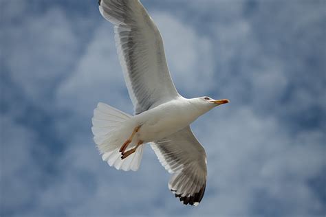 Flying Seagull 4 Free Photo Download Freeimages