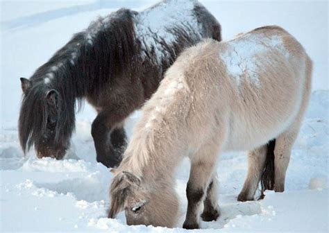 tale  yakutian horses    fastest cases  adaptation   degrees  siberia