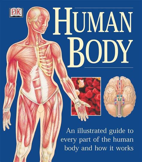 Buy The Human Body An Illustrated Guide To Every Part Of The Human Body And How It Works Online