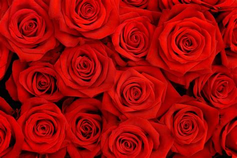 Free Download Aesthetic Wallpaper Roses Flower Wallpaper Redwallpaper