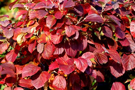 12 Seasonal Bush And Shrub Species With Red Leaves