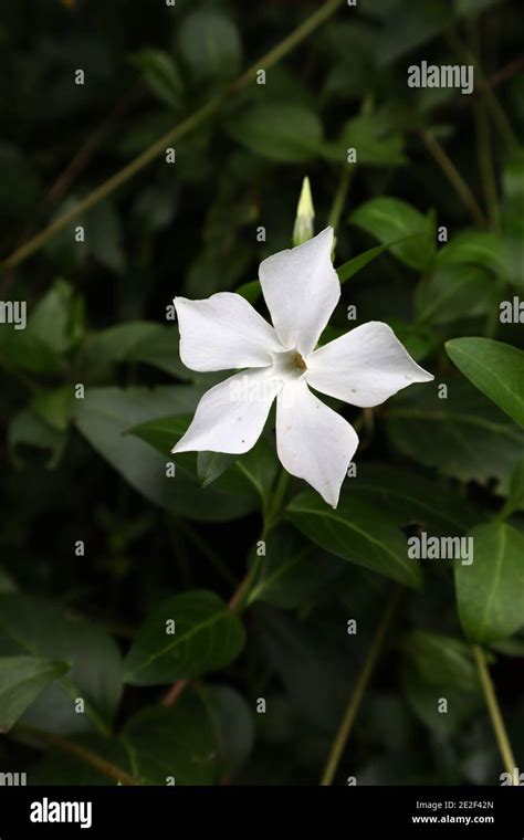 Vinca Difformis Subsp Sardoa Alba Sardinian Intermediate Periwinkle