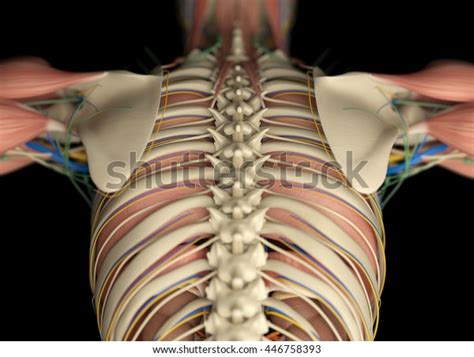 It can help you understand our world more detailed and specific. Human Anatomy Back Rib Cage Torso Stock Illustration 446758393